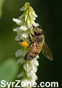 Bee Pollen