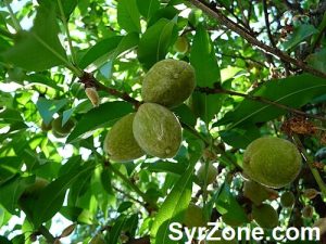 Green Almonds