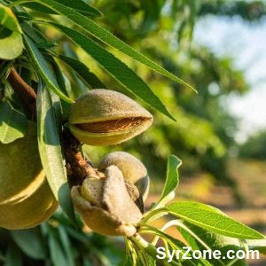 Green Almonds 2