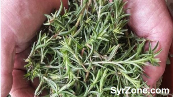 Zaatar Thyme Mix 500 G - Image 3