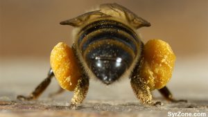 bee pollen 2